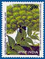 Neem